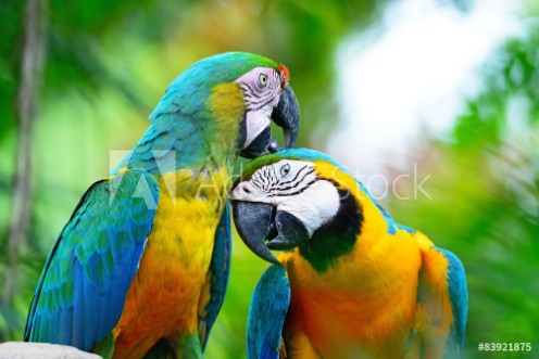 Picture of Harlequin macaw